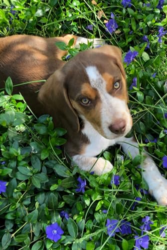 6x9 Journal with Beagle Puppy on Cover, 120 Lined Pages